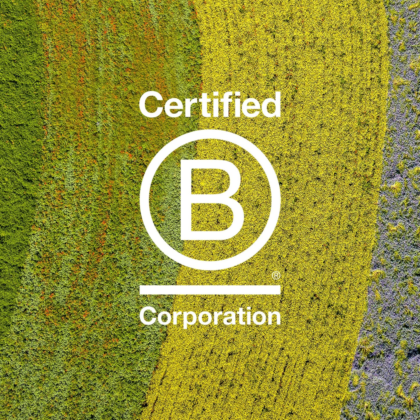 Davines OI Nourishing Shampoo for All Hair Types, Adds Silky-Smooth Shine & Volume, Softens And Restores Chemically Treated Hair